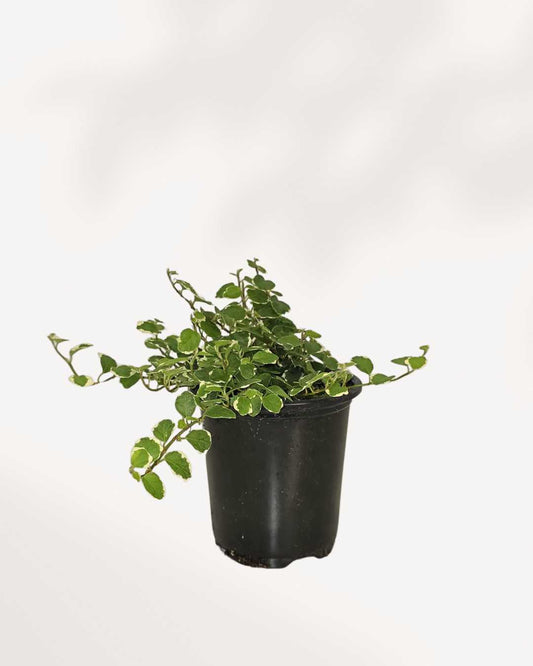 Ficus rampant