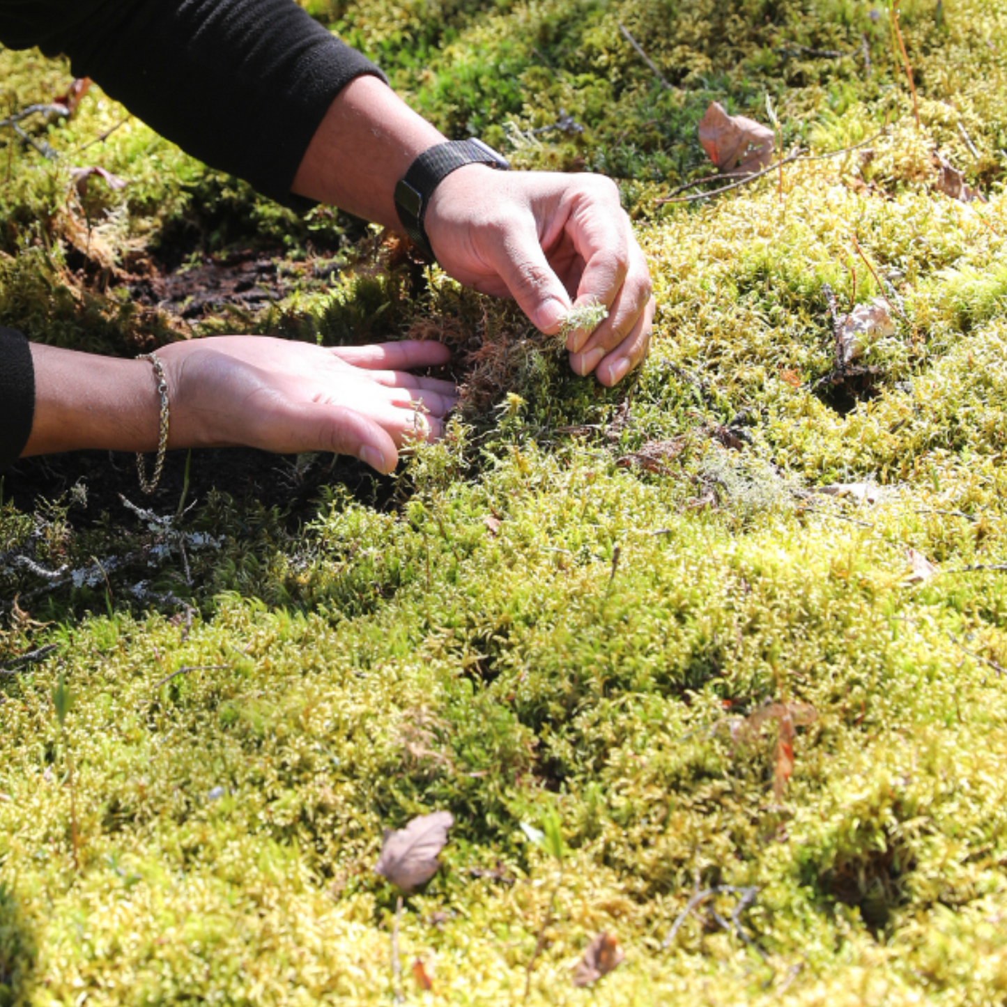 Natural Canadian Forest Moss - Revita-Moss™ (Pleurozium schreberi)