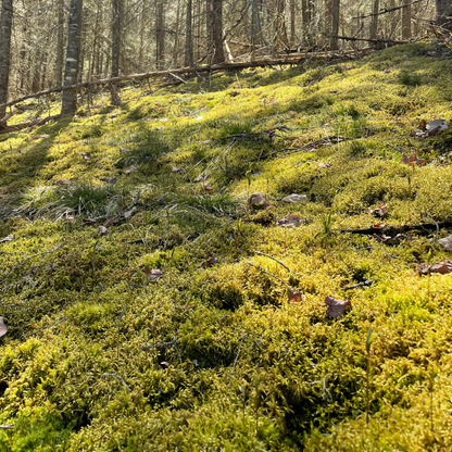 Natural Canadian Forest Moss - Revita-Moss™ (Pleurozium schreberi)