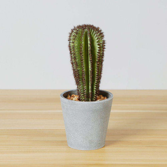 Goza Cactus Artificiel en Pot 23 cm