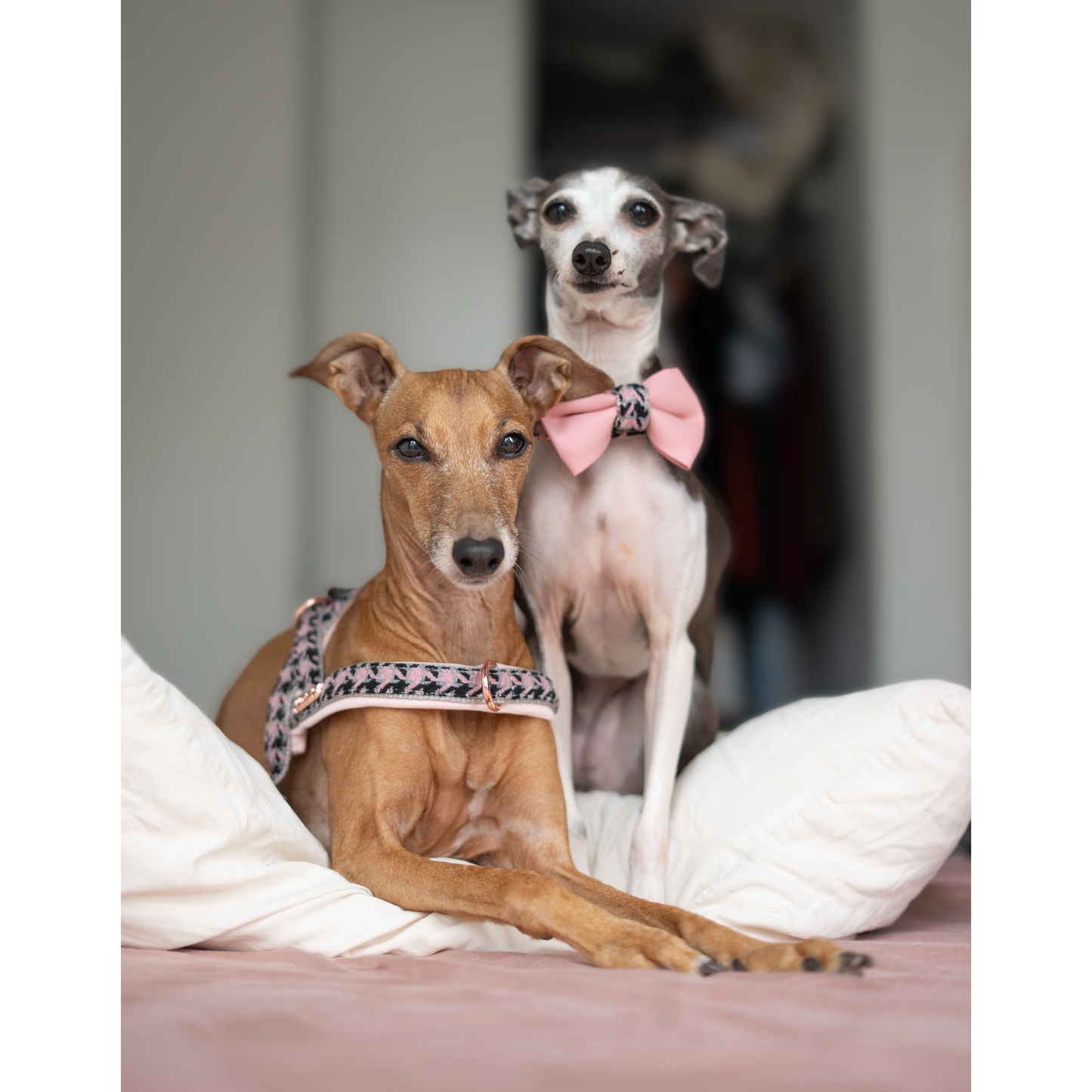 Harnais pour chien Elite One-Click