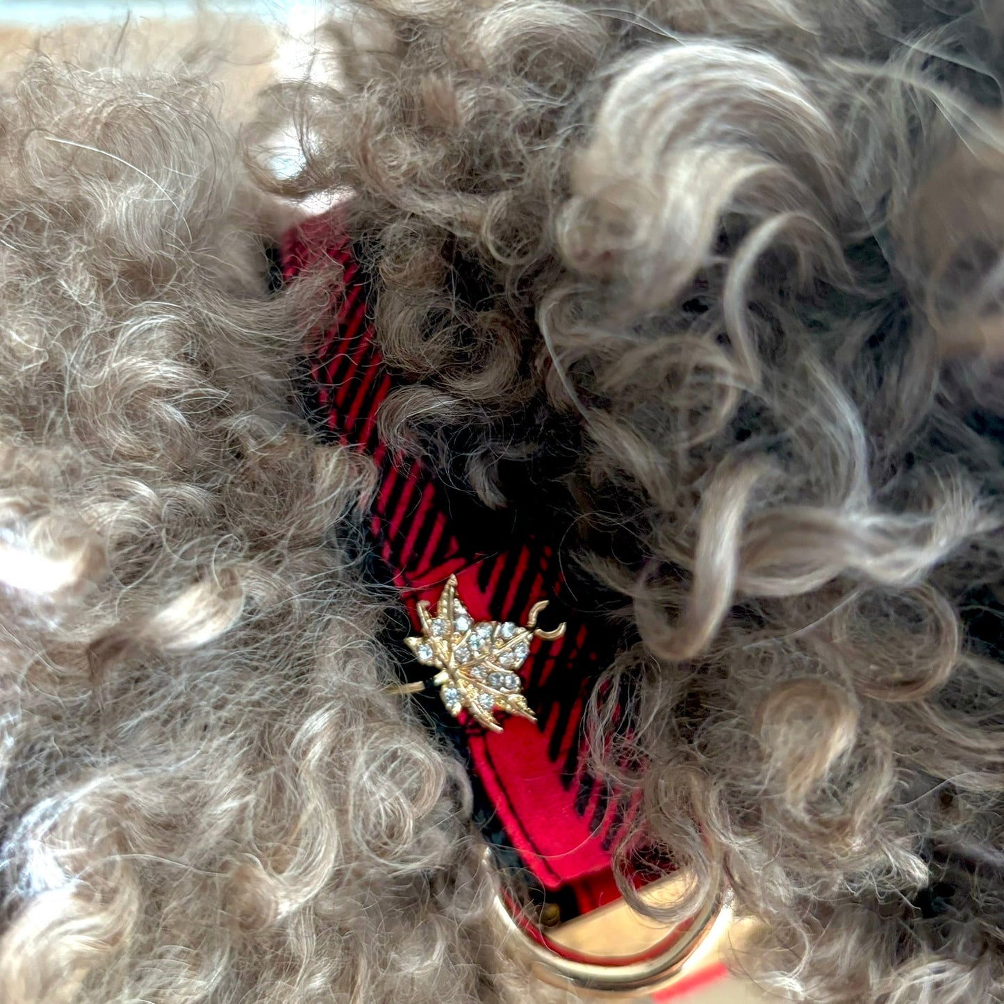 Canada collar