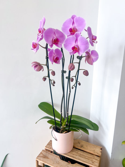 Phalaenopsis Double Cascade en vedette