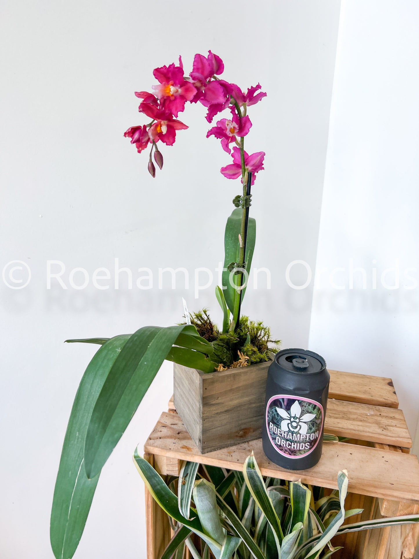 Best in Bloom Oncidium - Seasonal
