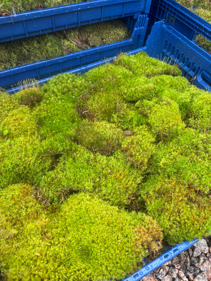 Mood Moss - Revita-Moss (Dicranum)