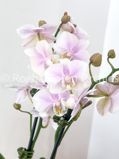 (Small) Best in Bloom Phalaenopsis