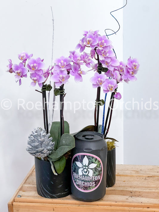 Mini-orchidée des fêtes