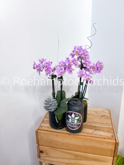 Miniature Holiday Orchid