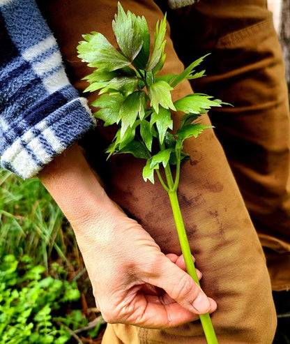 Lovage