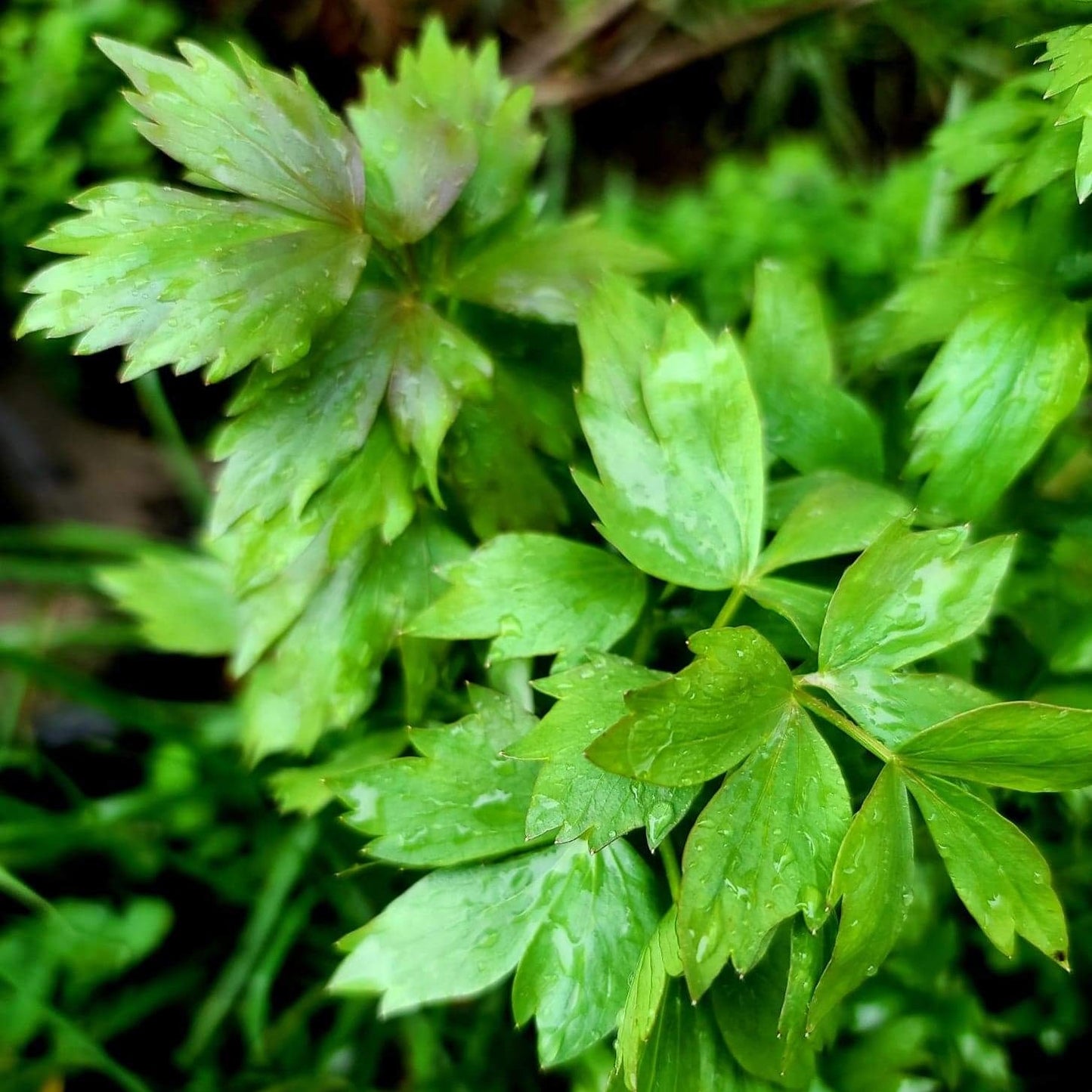 Lovage