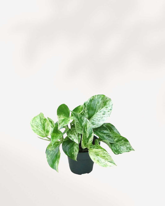 Pothos Marble Queen - Epipremnum Aureum Marble Queen
