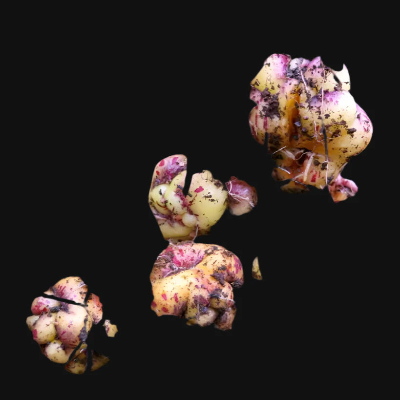 Mashua (Capucine tubéreuse)