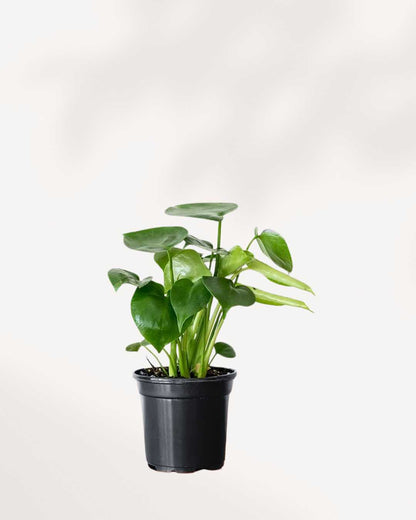 Monstera Deliciosa - Swiss Cheese Plant Deliciosa
