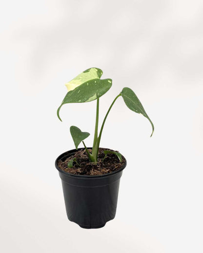 Monstera Thai Constellation