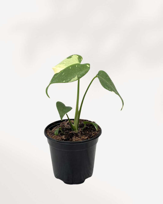 Monstera Thai Constellation
