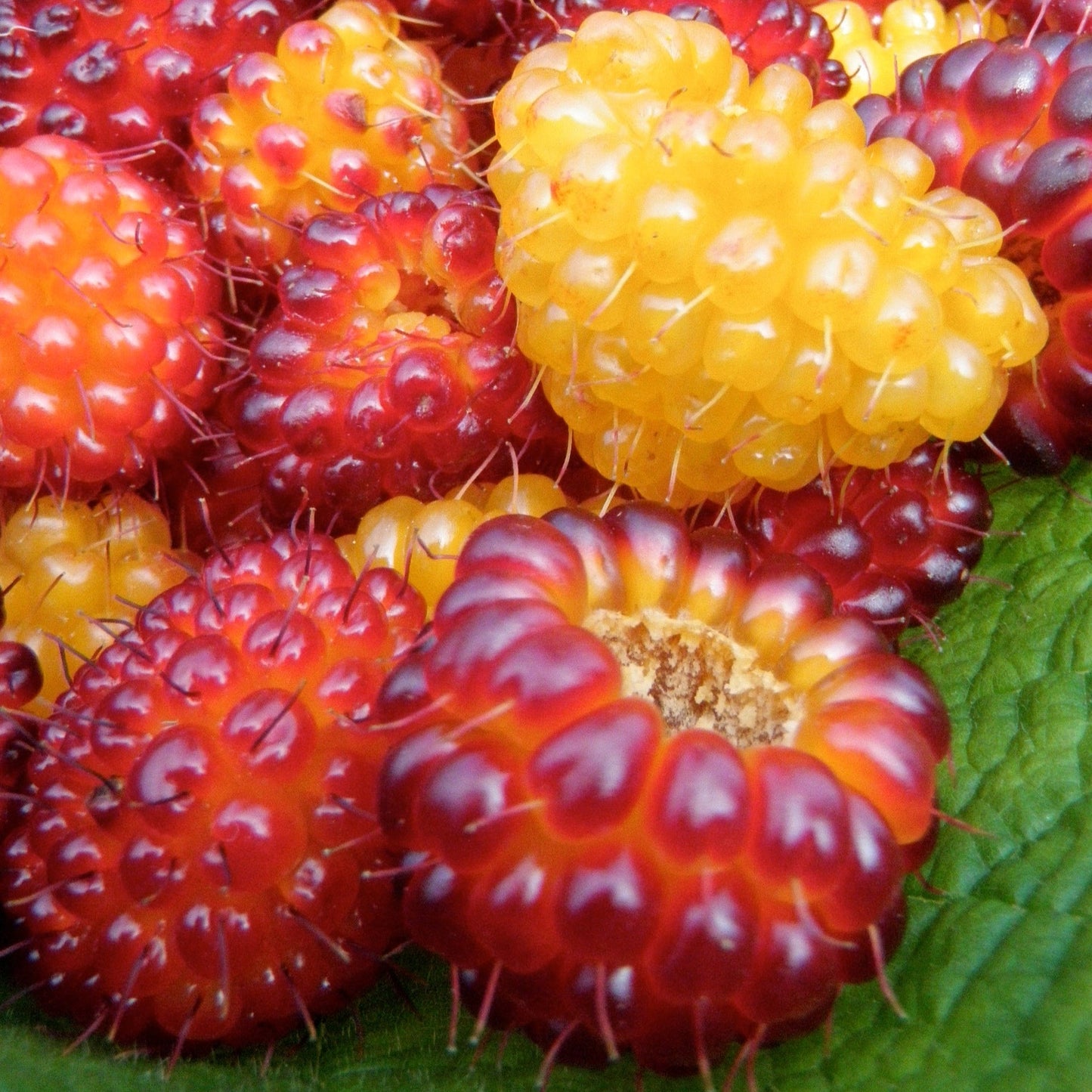 The Berry Delicious Collection