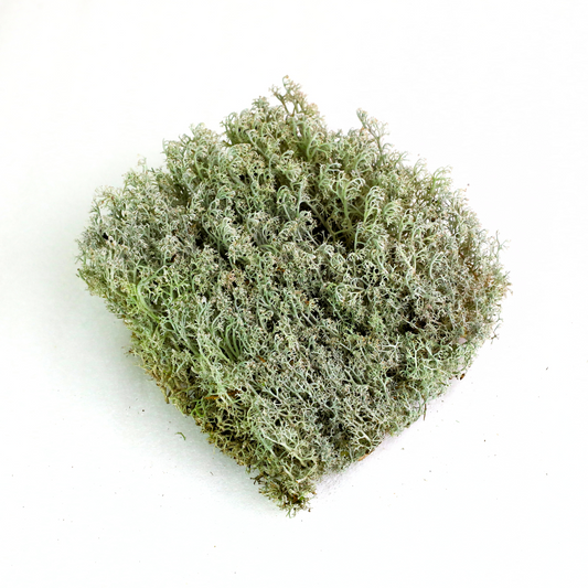 Lichen - Revita-Mousse (Cladonia arbuscula)