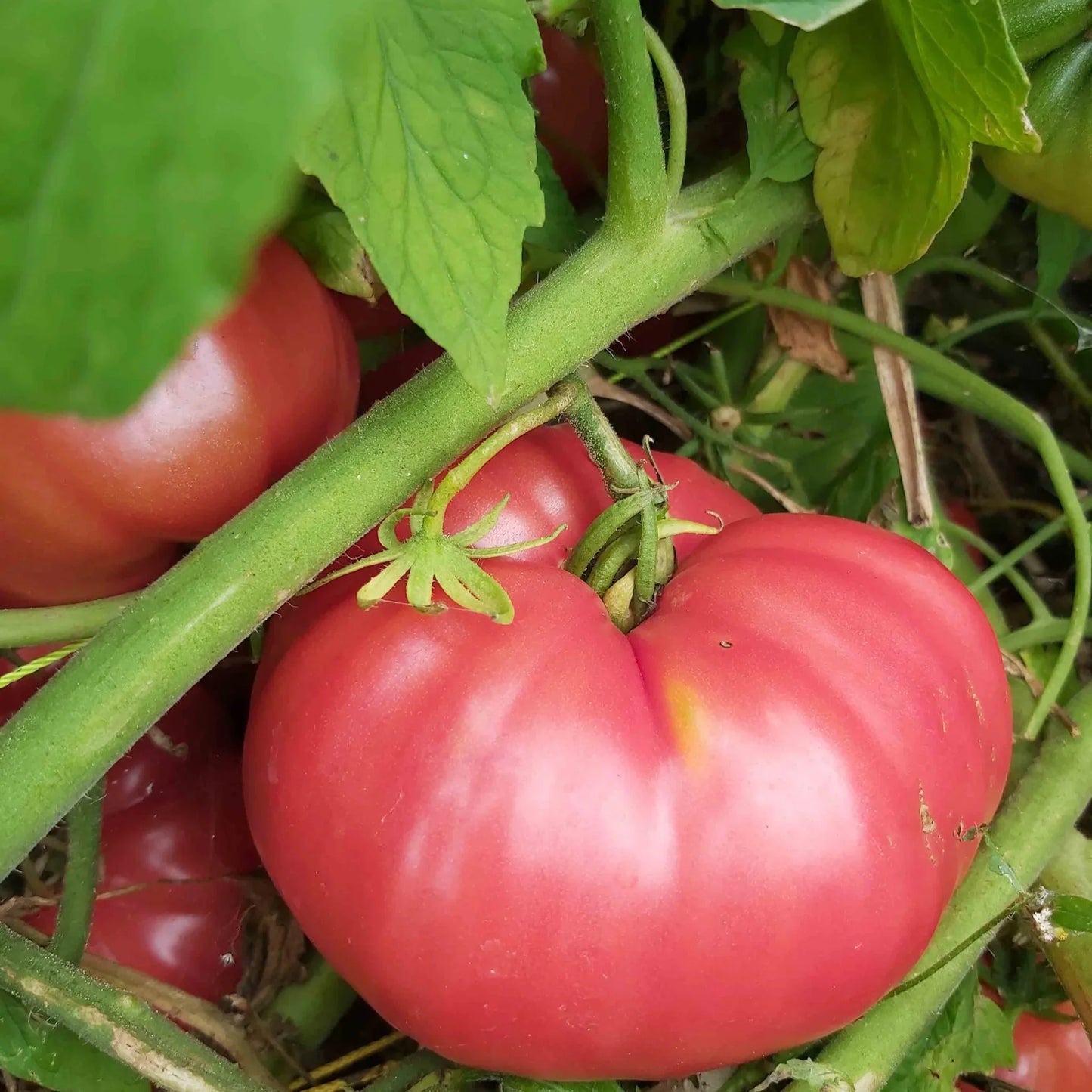 Oxheart Tomato