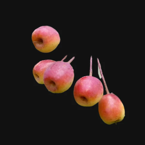 Pacific Crab Apple