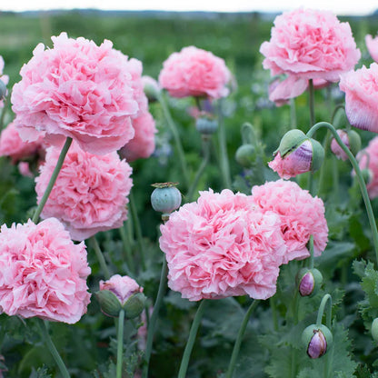 Pivoine pavot