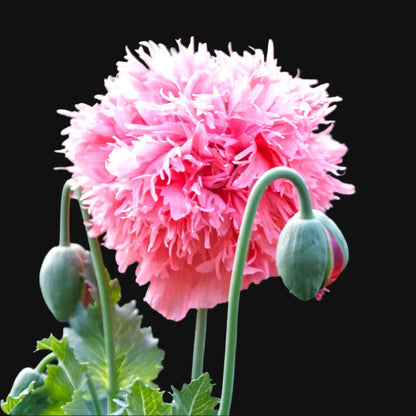 Pivoine pavot