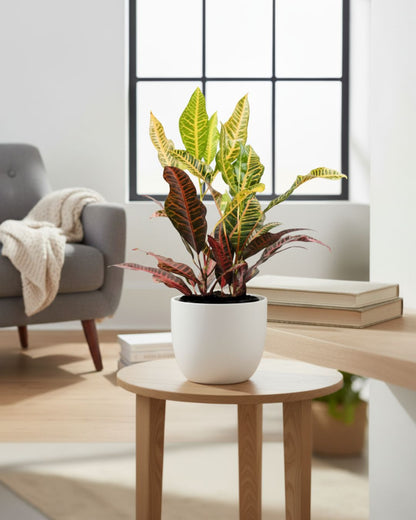 Croton Petra