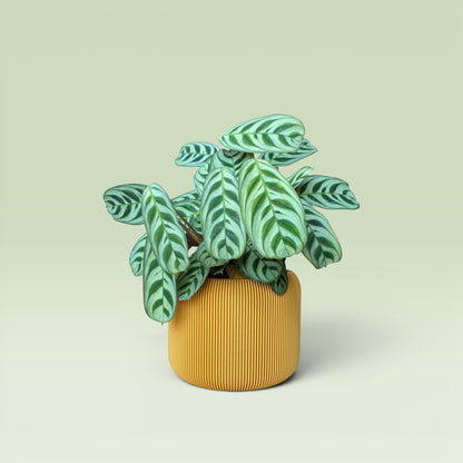 Corrugated 4" Plant Pot