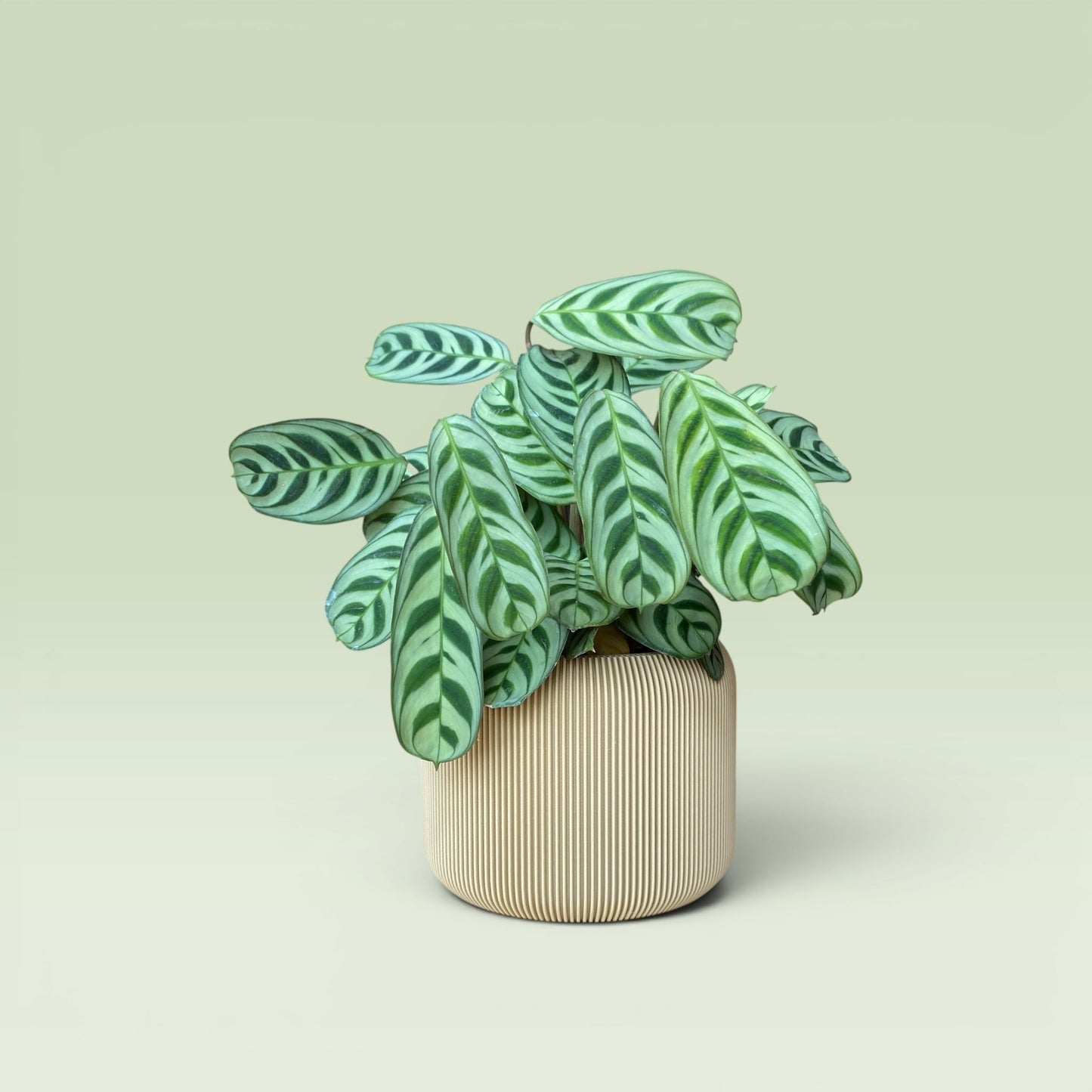 Corrugated 4" Plant Pot