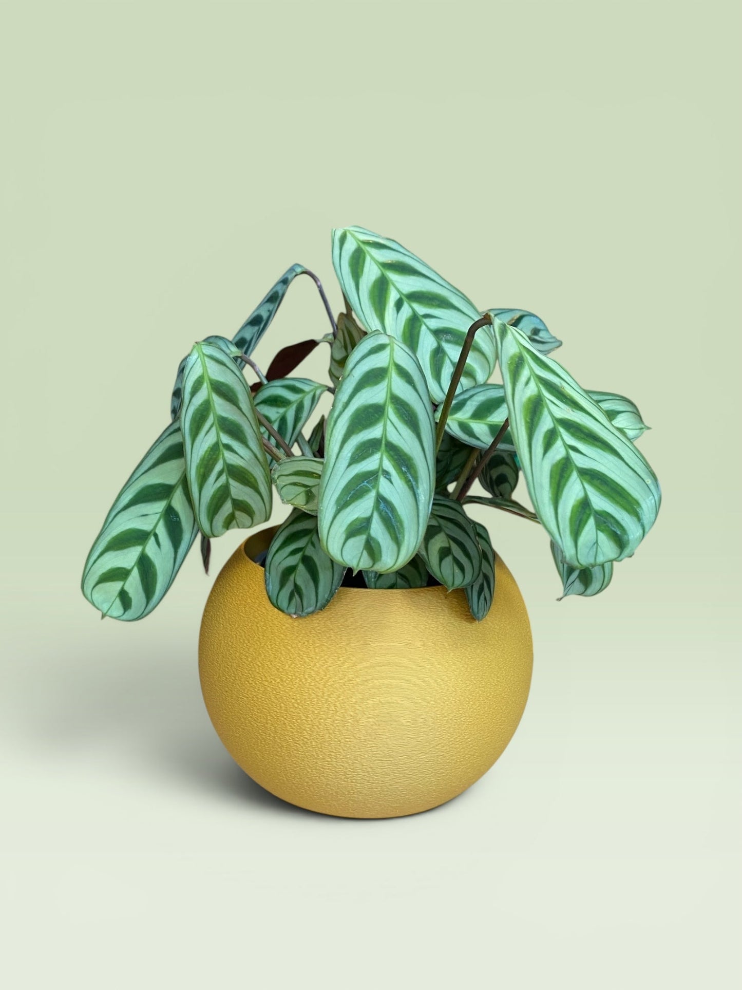 Bulbous 4" Plant Pot