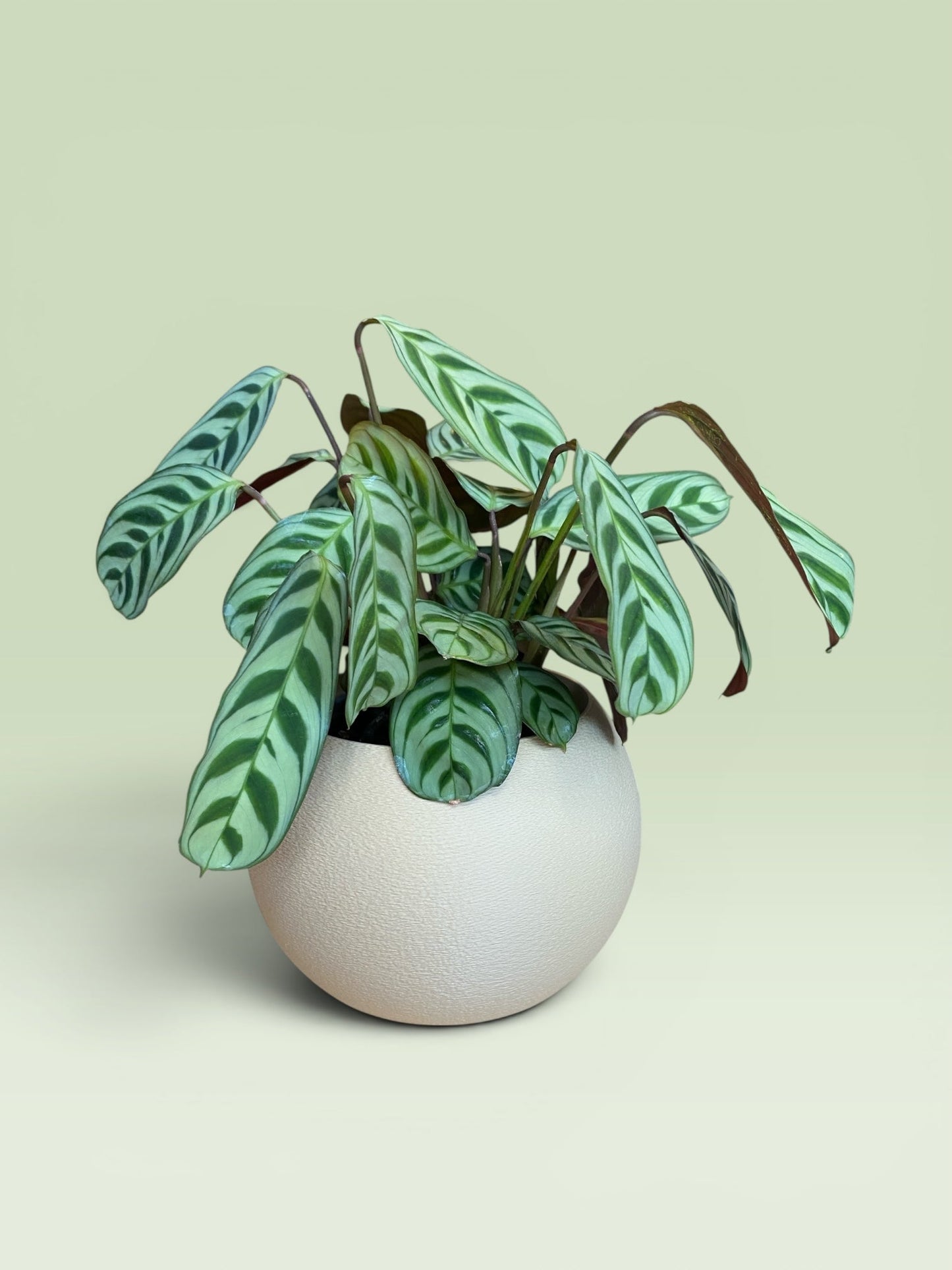 Bulbous 4" Plant Pot