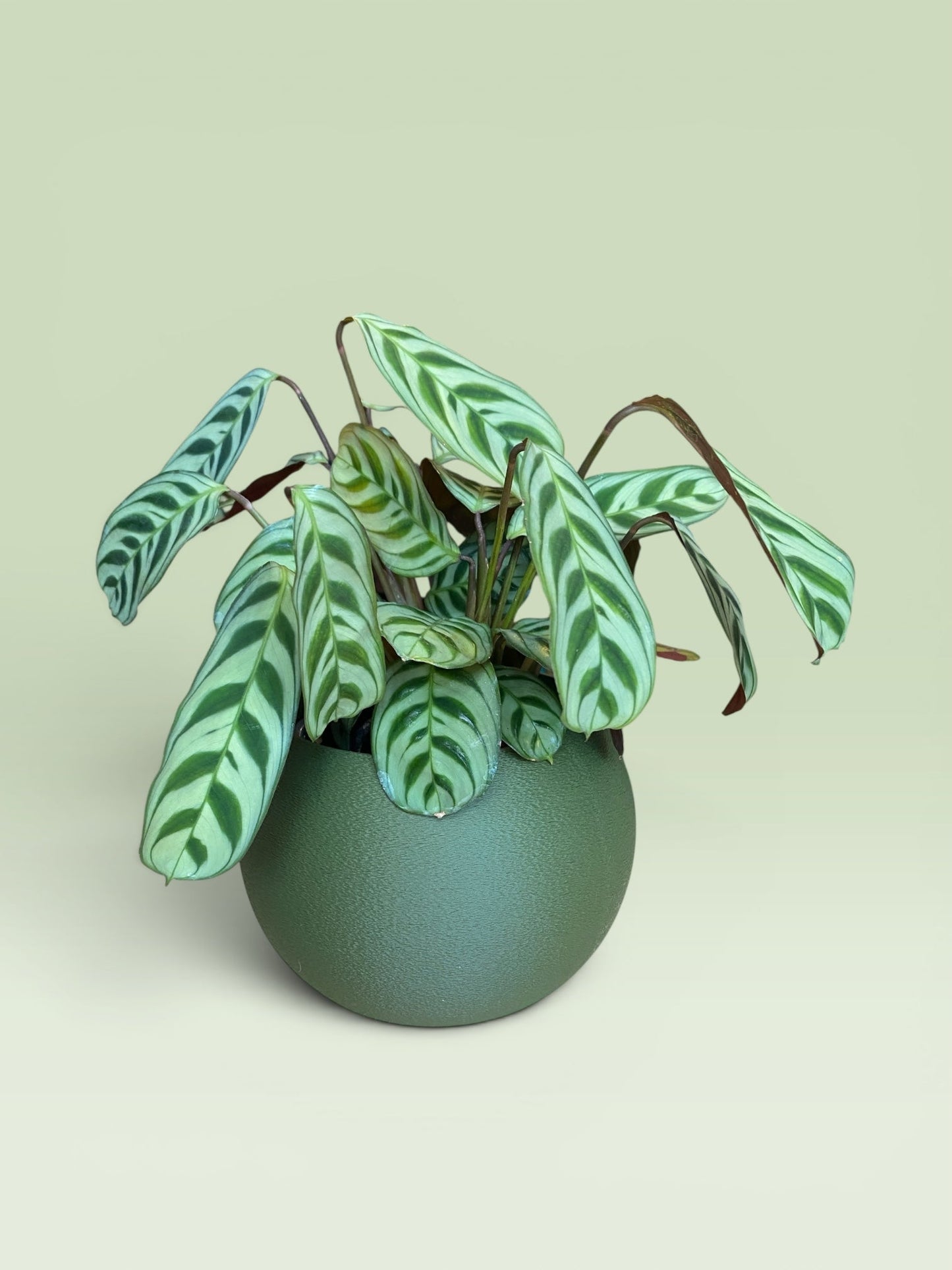 Bulbous 4" Plant Pot