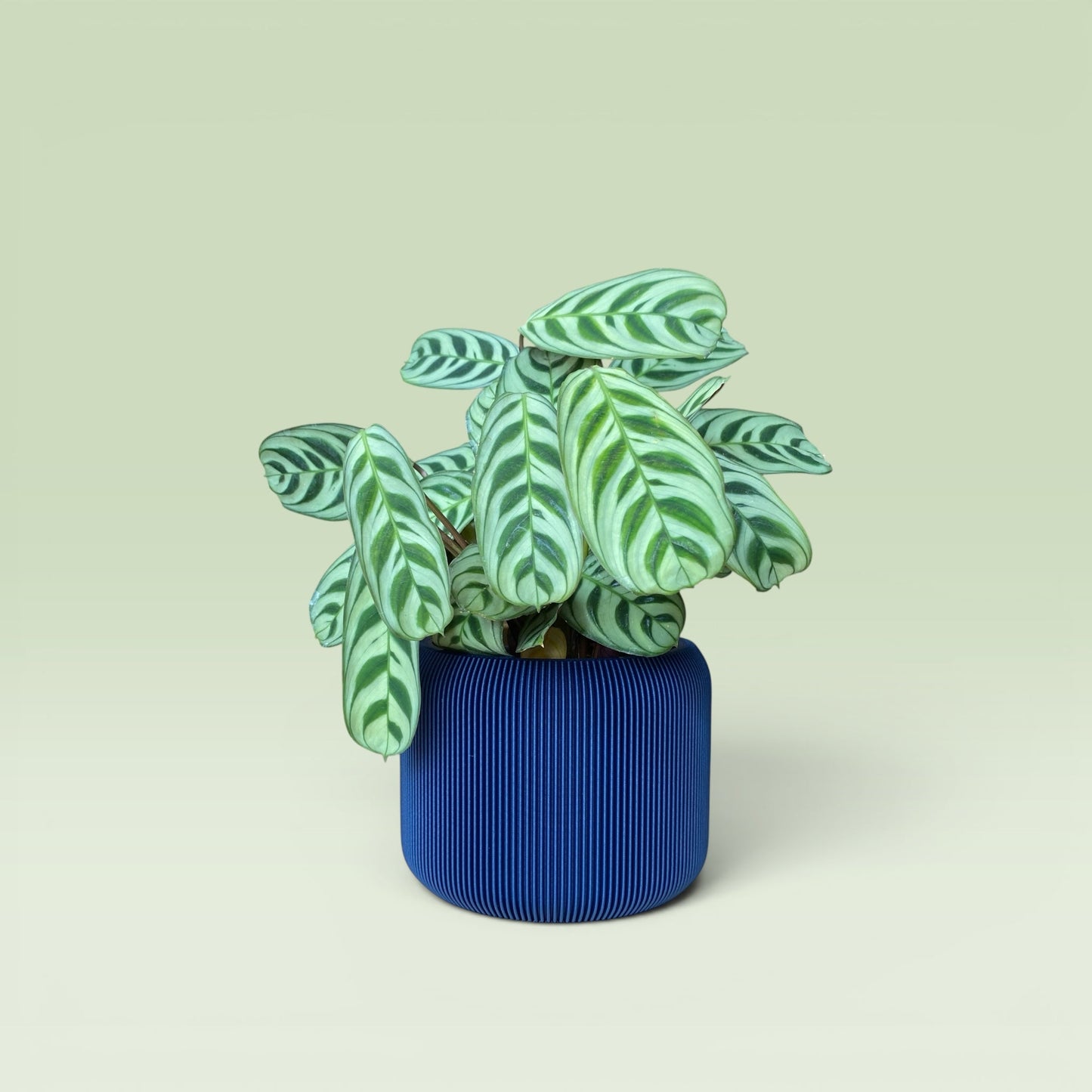 Corrugated 4" Plant Pot
