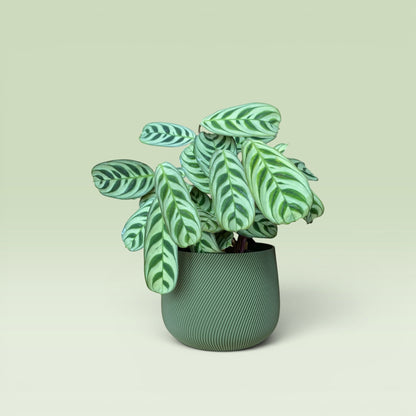 Swirled 4" Plant Pot