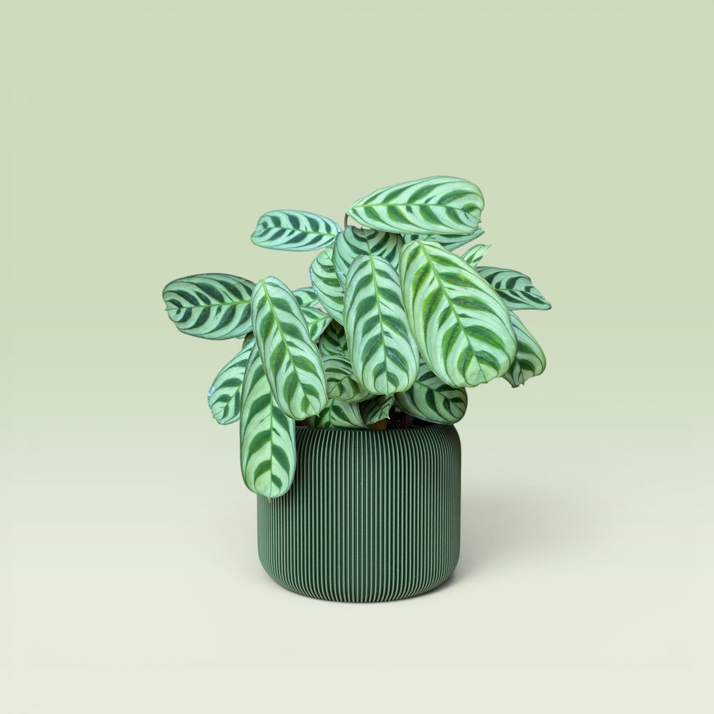 Corrugated 4" Plant Pot