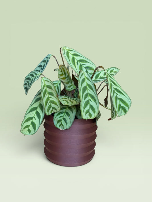 Palm 4" Plant Pot