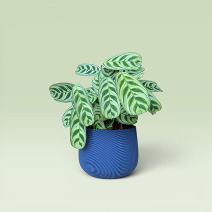 Swirled 4" Plant Pot
