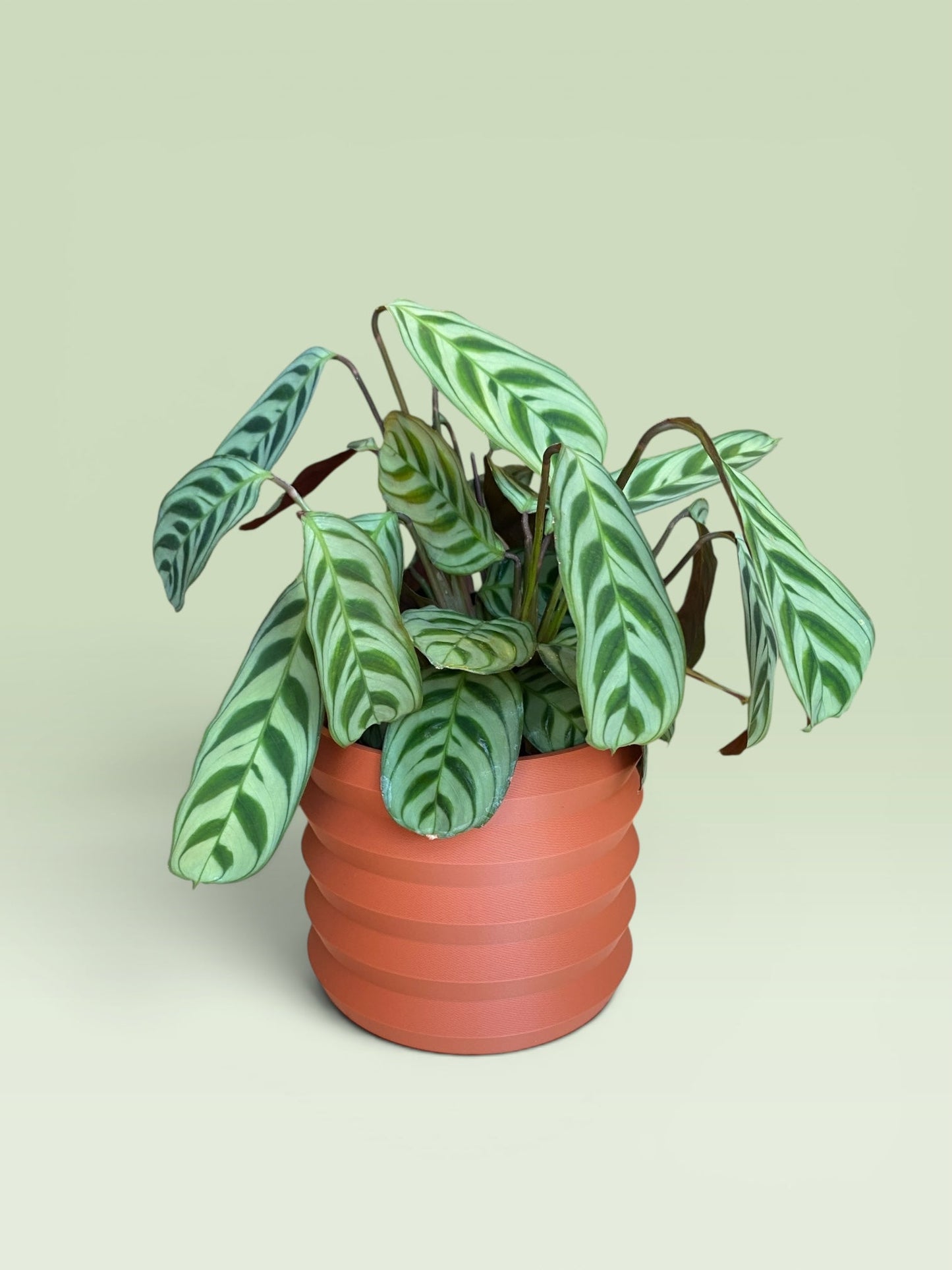 Palm 4" Plant Pot