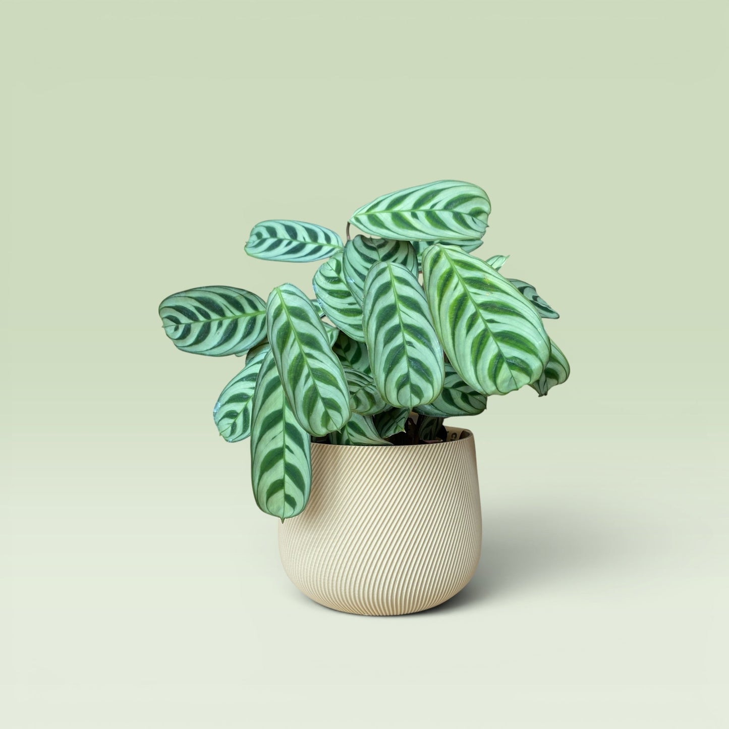 Swirled 4" Plant Pot