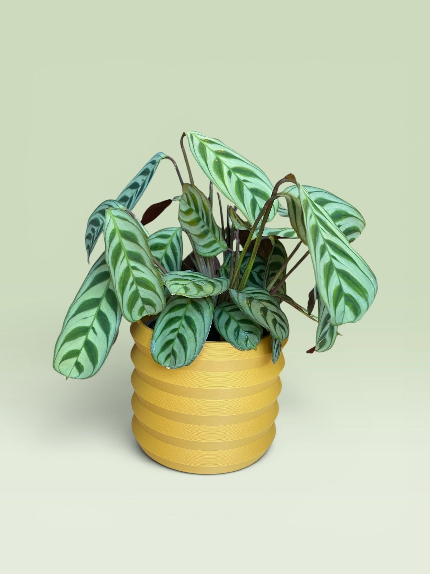Palm 4" Plant Pot