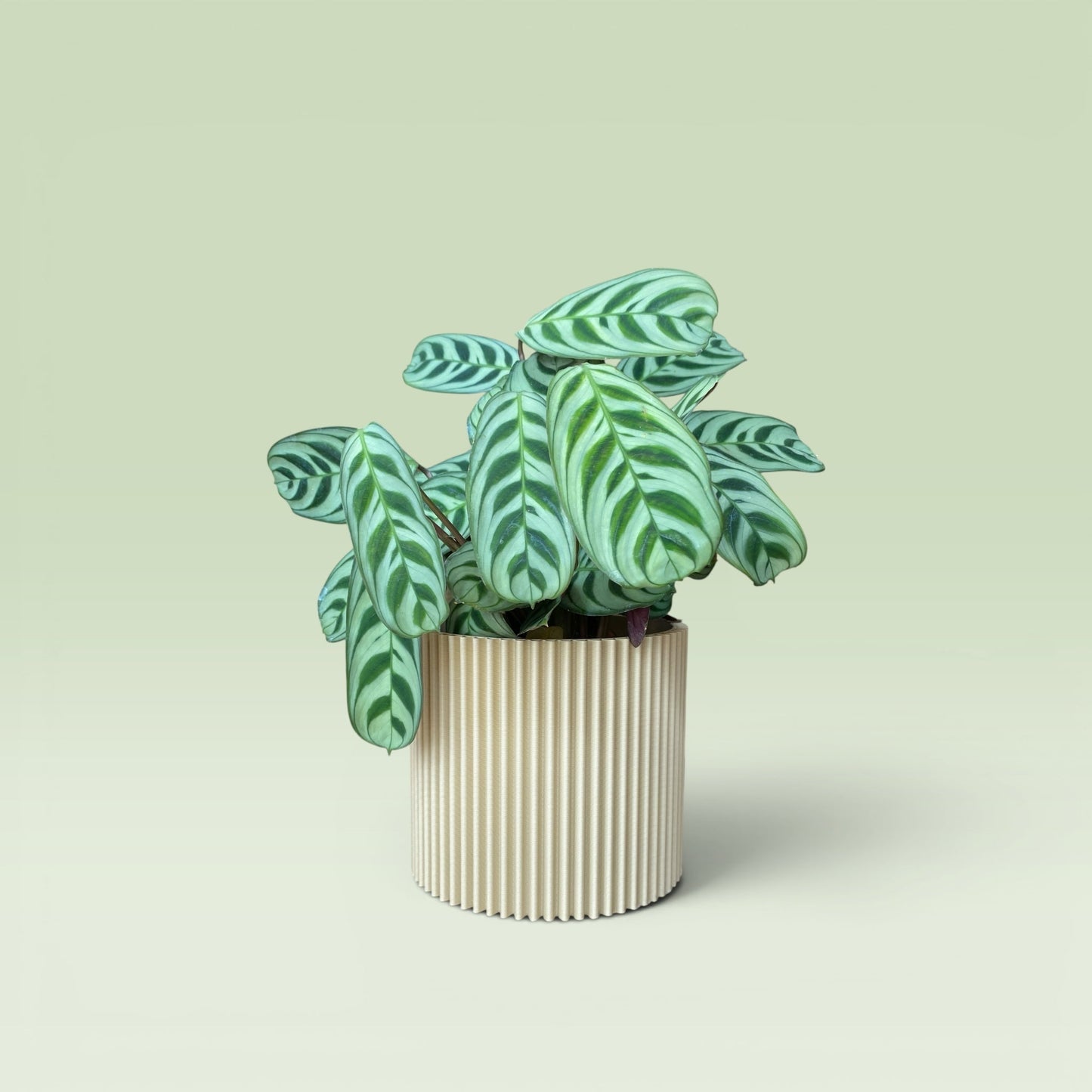 Zig-Zag 4" Plant Pot