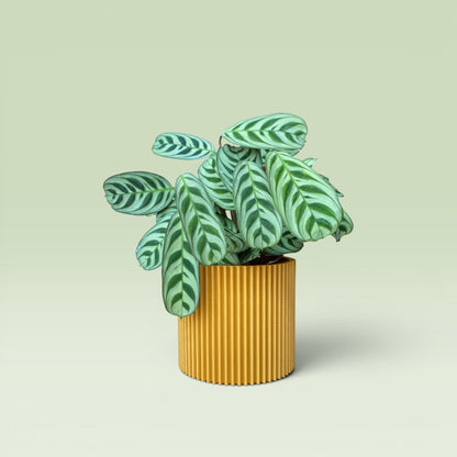 Zig-Zag 4" Plant Pot
