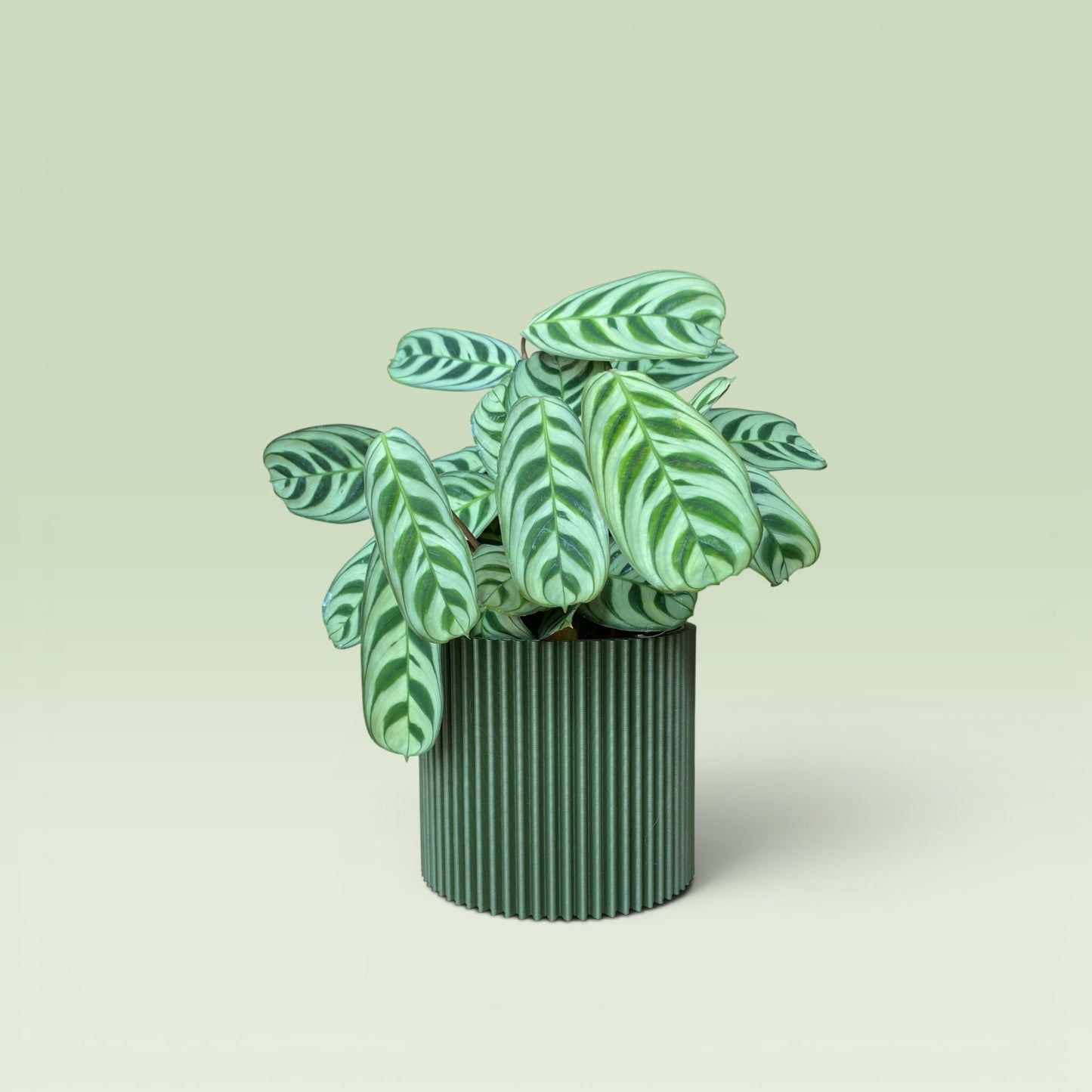 Zig-Zag 4" Plant Pot