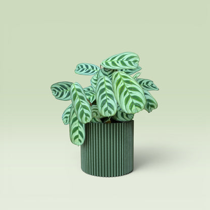 Zig-Zag 4" Plant Pot