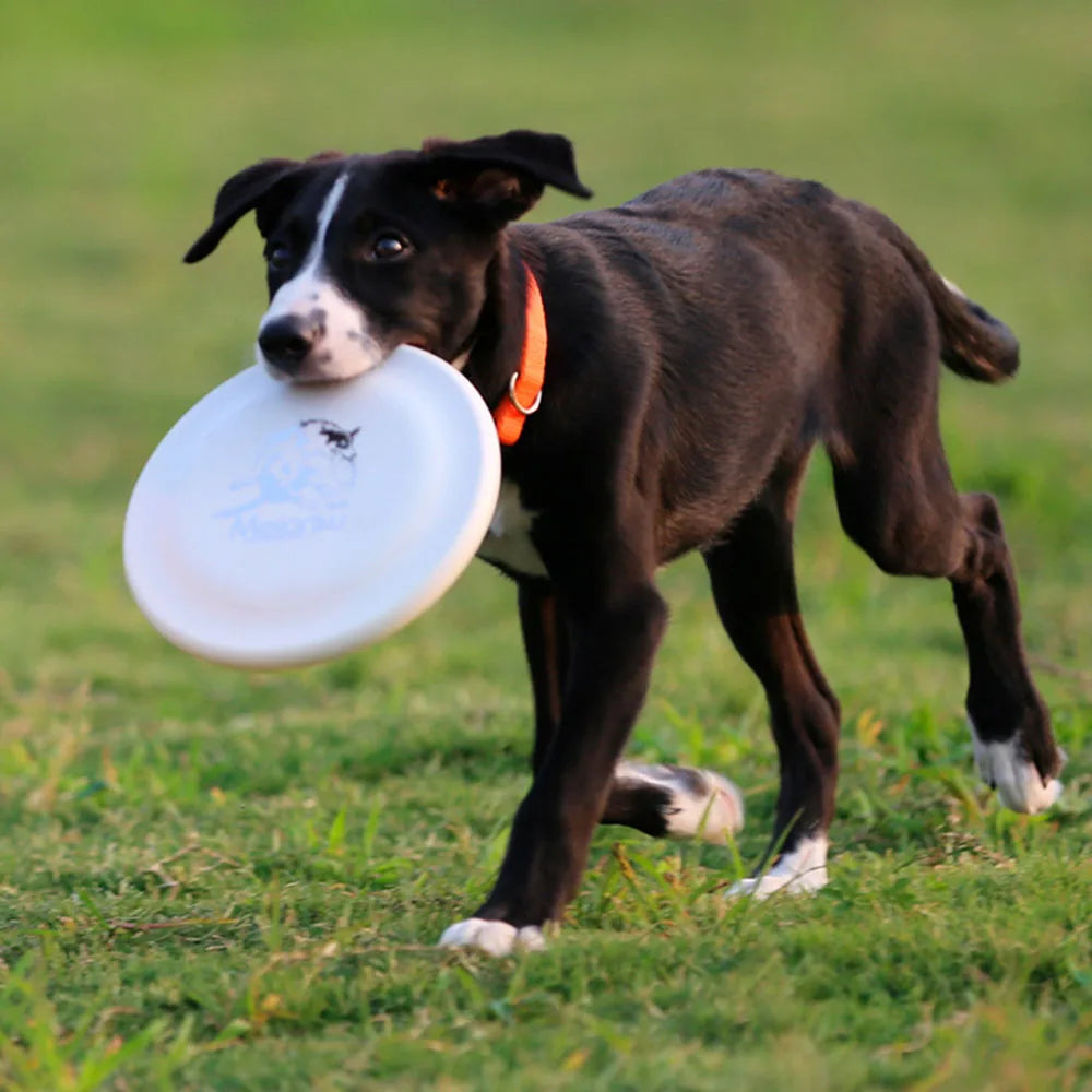 Disque d'entraînement pour chien-animal de compagnie durable pour la formation des chiots et des chiens adultes, jouet d'entraînement léger et facile à accrocher, fournitures essentielles pour animaux de compagnie