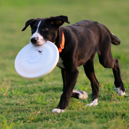 Disque d'entraînement pour chien-animal de compagnie durable pour la formation des chiots et des chiens adultes, jouet d'entraînement léger et facile à accrocher, fournitures essentielles pour animaux de compagnie