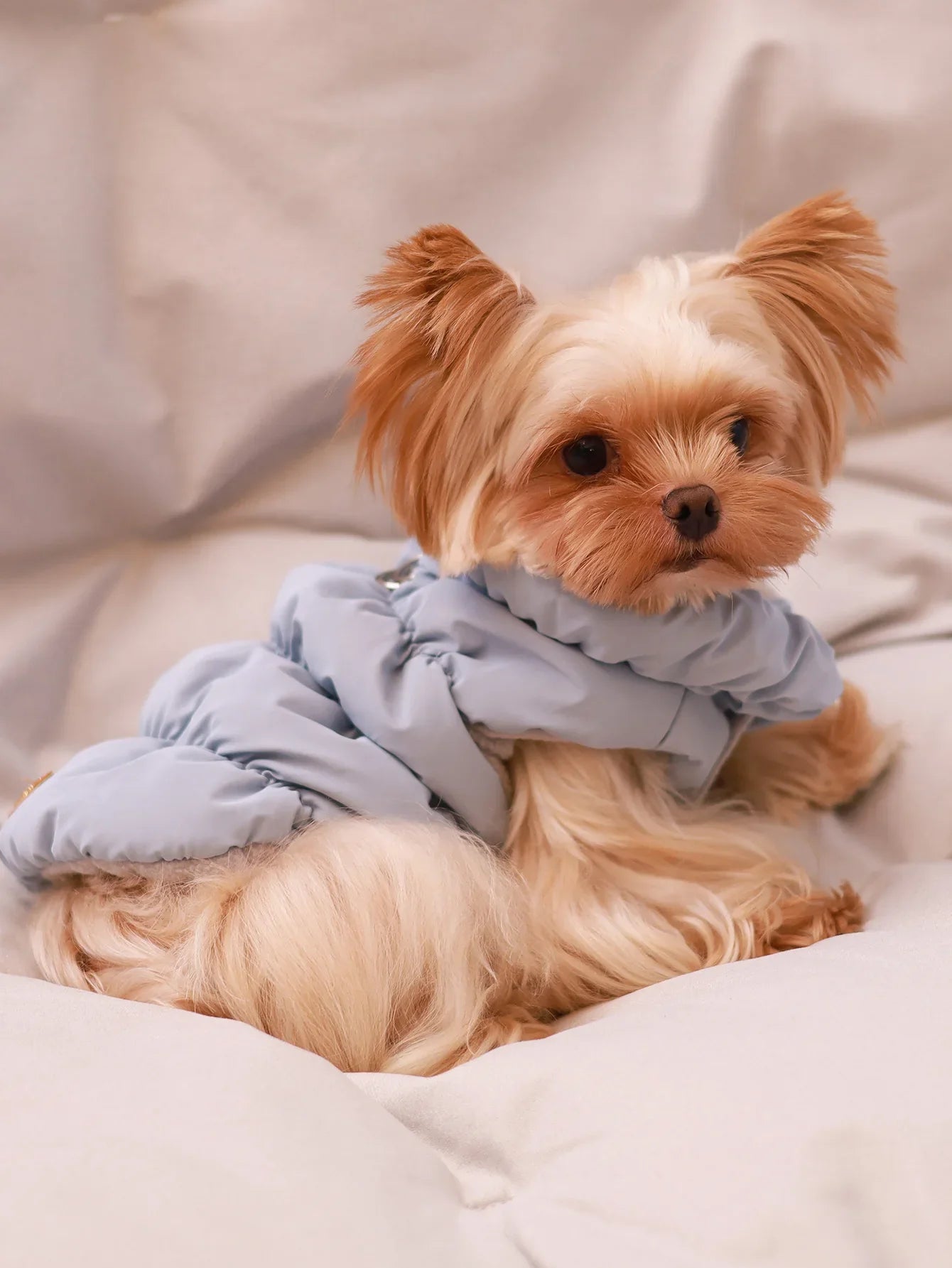 Veste pour chien pour automne/hiver, manteau pour animaux de compagnie, vêtements d'extérieur chauds épais à 3 couches, adapté aux chiens de petite à moyenne taille comme caniche, Teddy, York