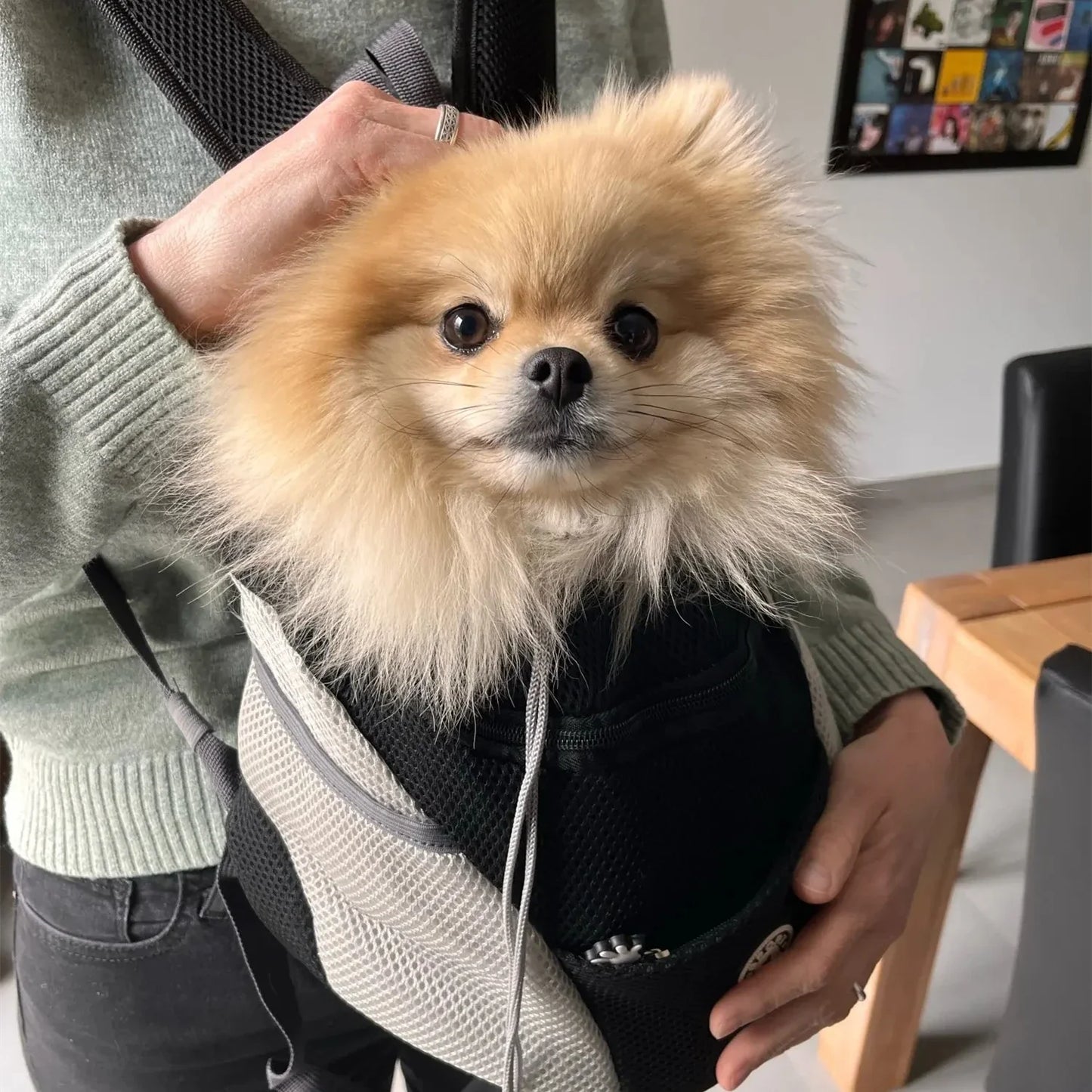 Sac à dos Portable pour animaux de compagnie, Double sac à bandoulière pour chien, sac de transport pour chat de voyage en plein air, sac avant pour chien, sac à dos en maille