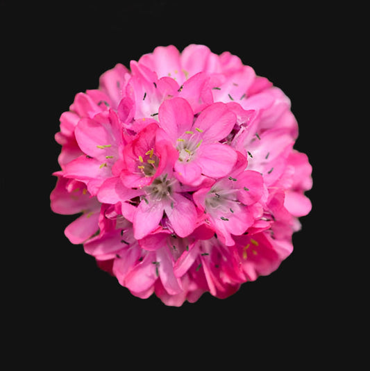 Sea Thrift