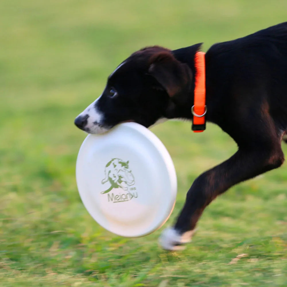 Disque d'entraînement pour chien-animal de compagnie durable pour la formation des chiots et des chiens adultes, jouet d'entraînement léger et facile à accrocher, fournitures essentielles pour animaux de compagnie