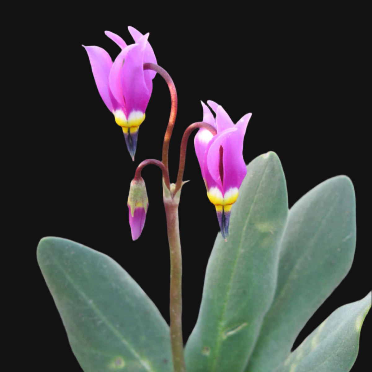 Étoile filante